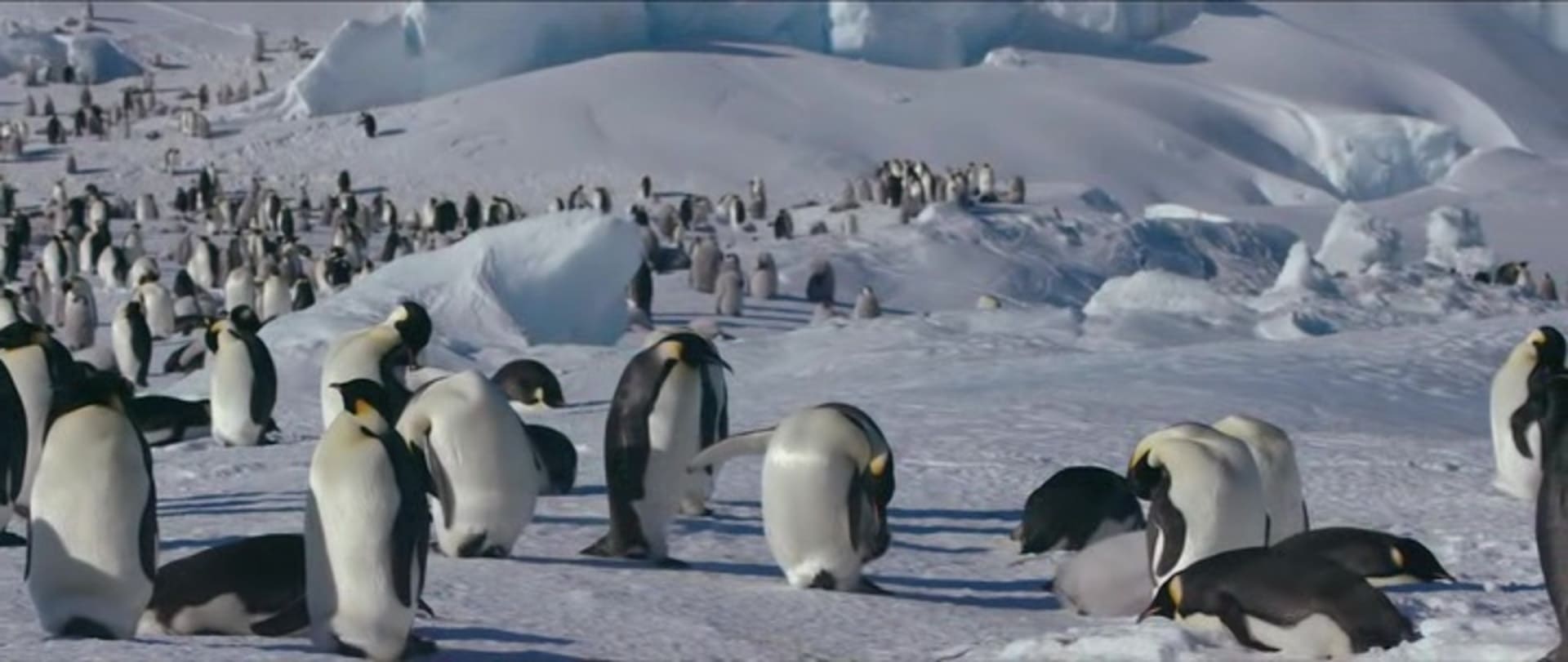 image empereur March of the Penguins 2 Next Step