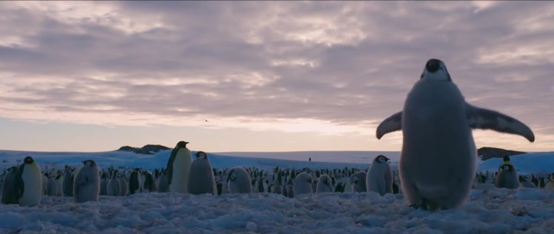 image empereur March of the Penguins 2 Next Step