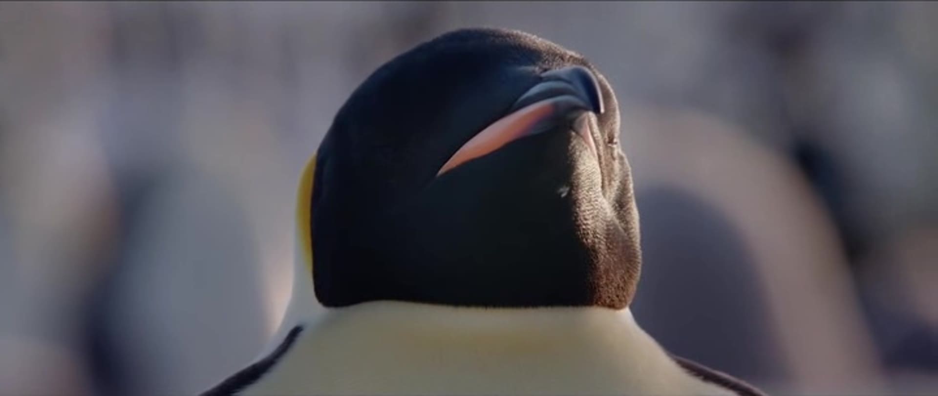 image empereur March of the Penguins 2 Next Step