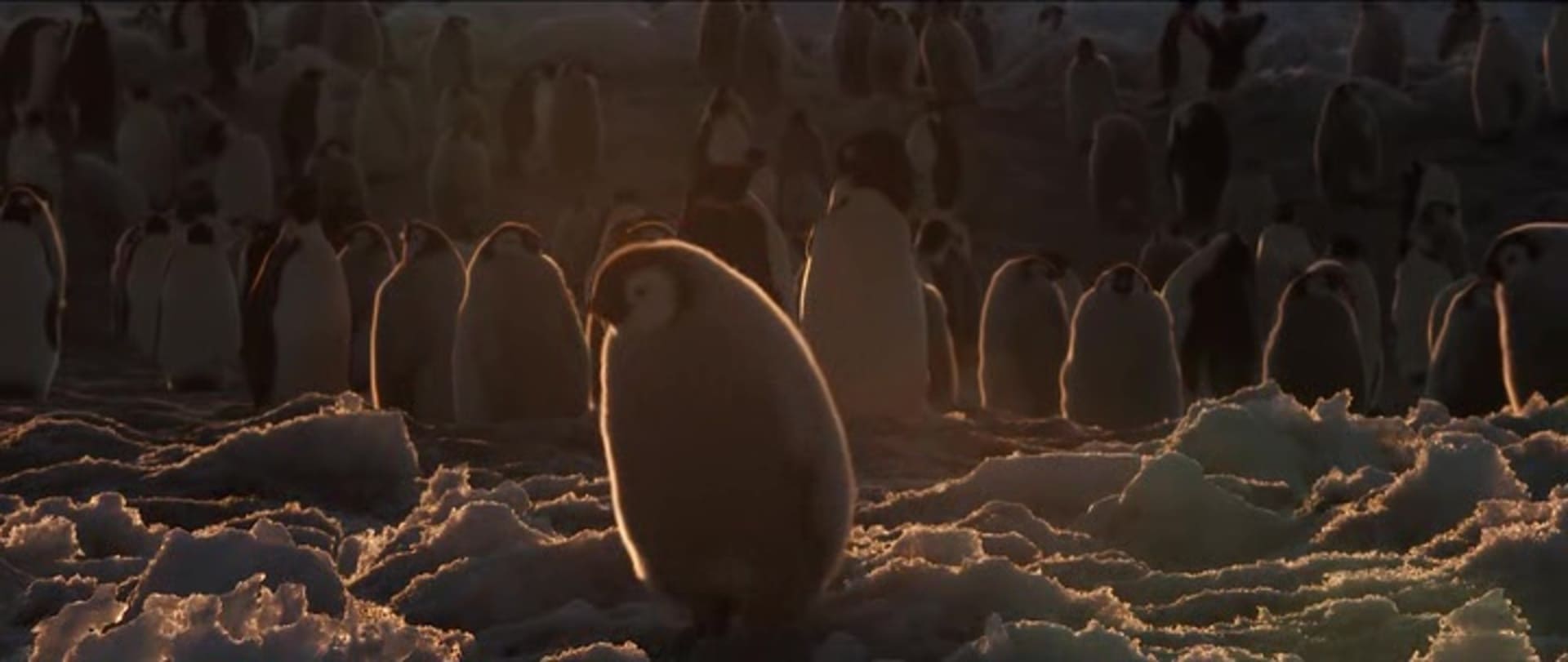 image empereur March of the Penguins 2 Next Step