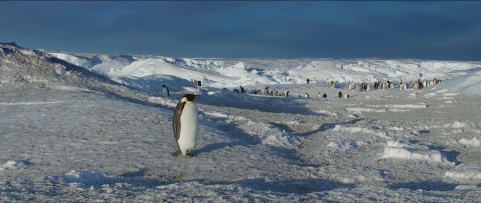 image empereur March of the Penguins 2 Next Step