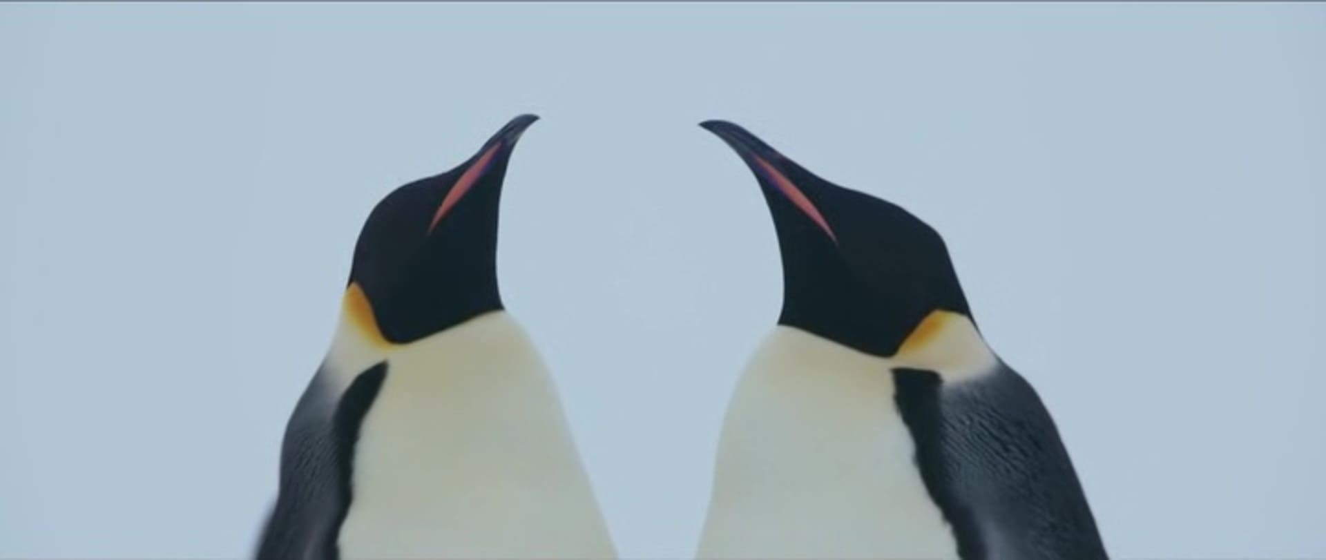 image empereur March of the Penguins 2 Next Step