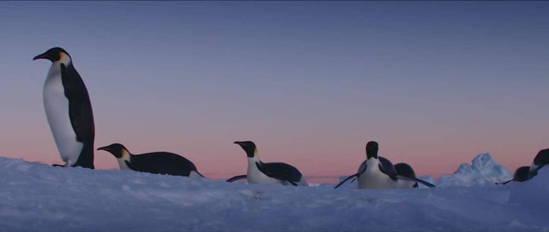 image empereur March of the Penguins 2 Next Step