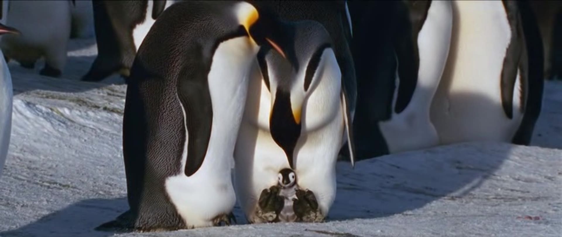 image empereur March of the Penguins 2 Next Step