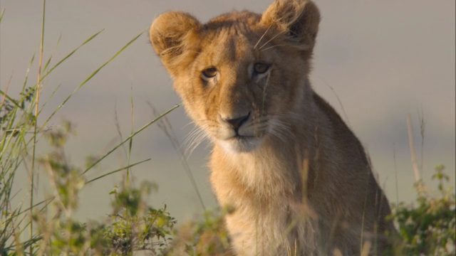 image felins african cats