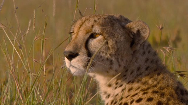 image felins african cats