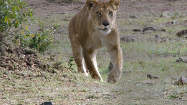 image felins african cats
