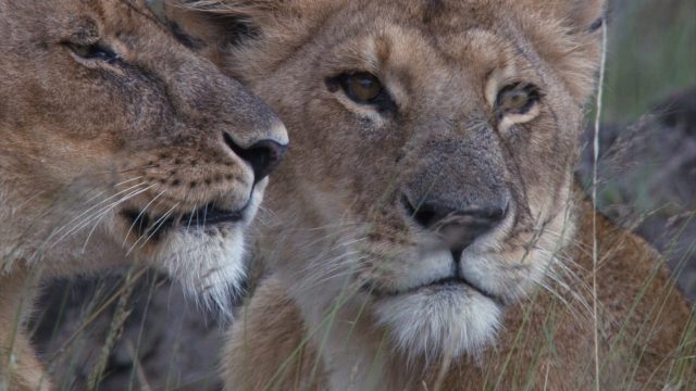 image felins african cats