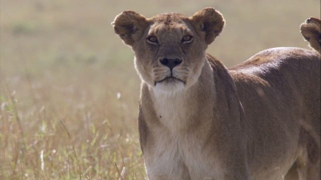 image felins african cats