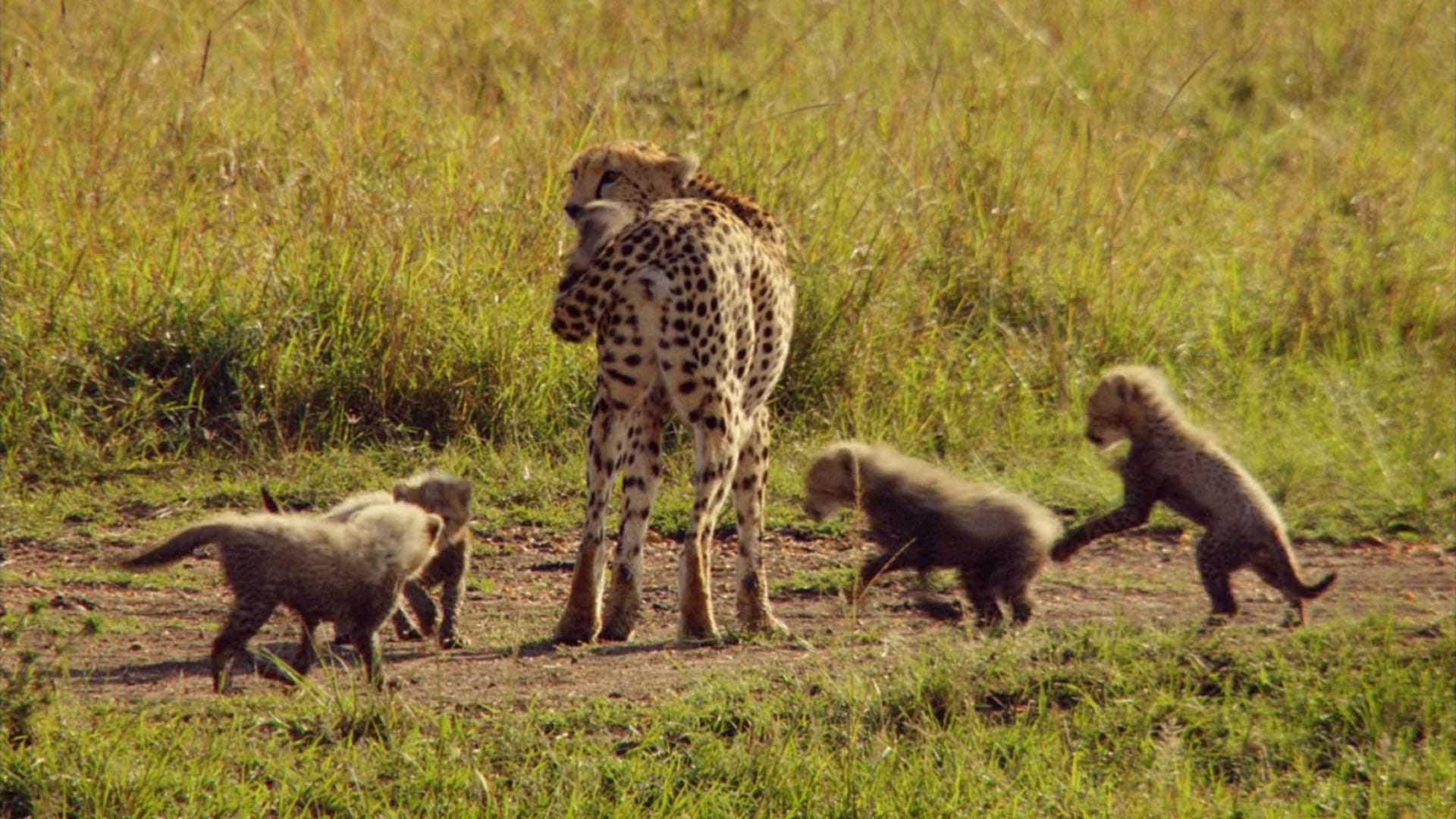image grandir Growing up wild