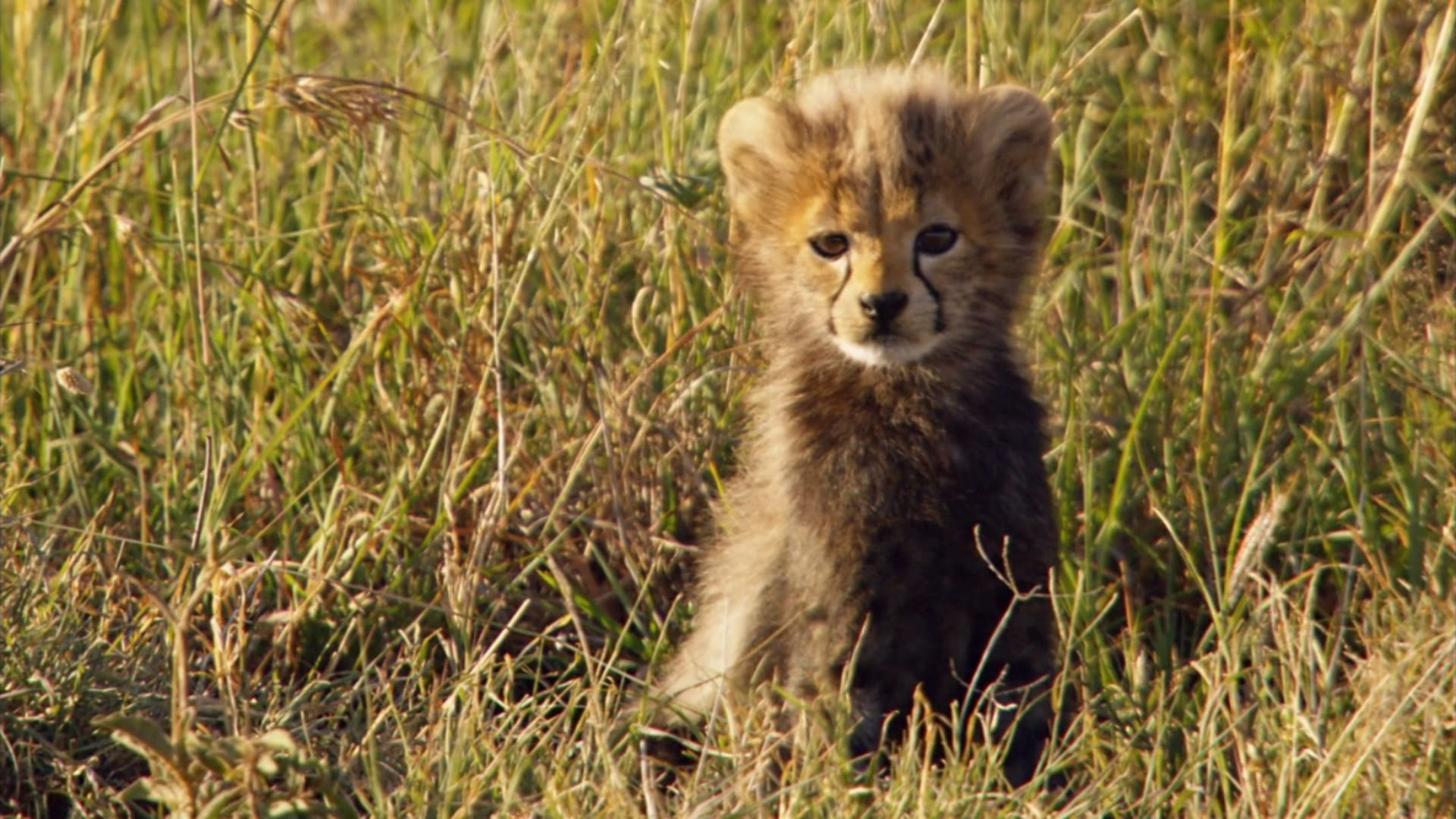 image grandir Growing up wild