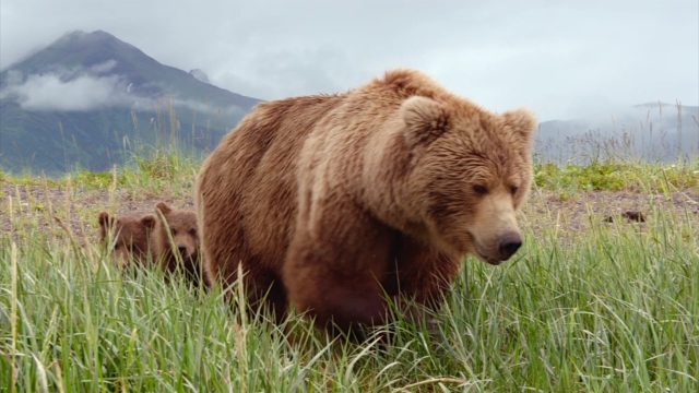 Grizzly. 2 image grizzly bears