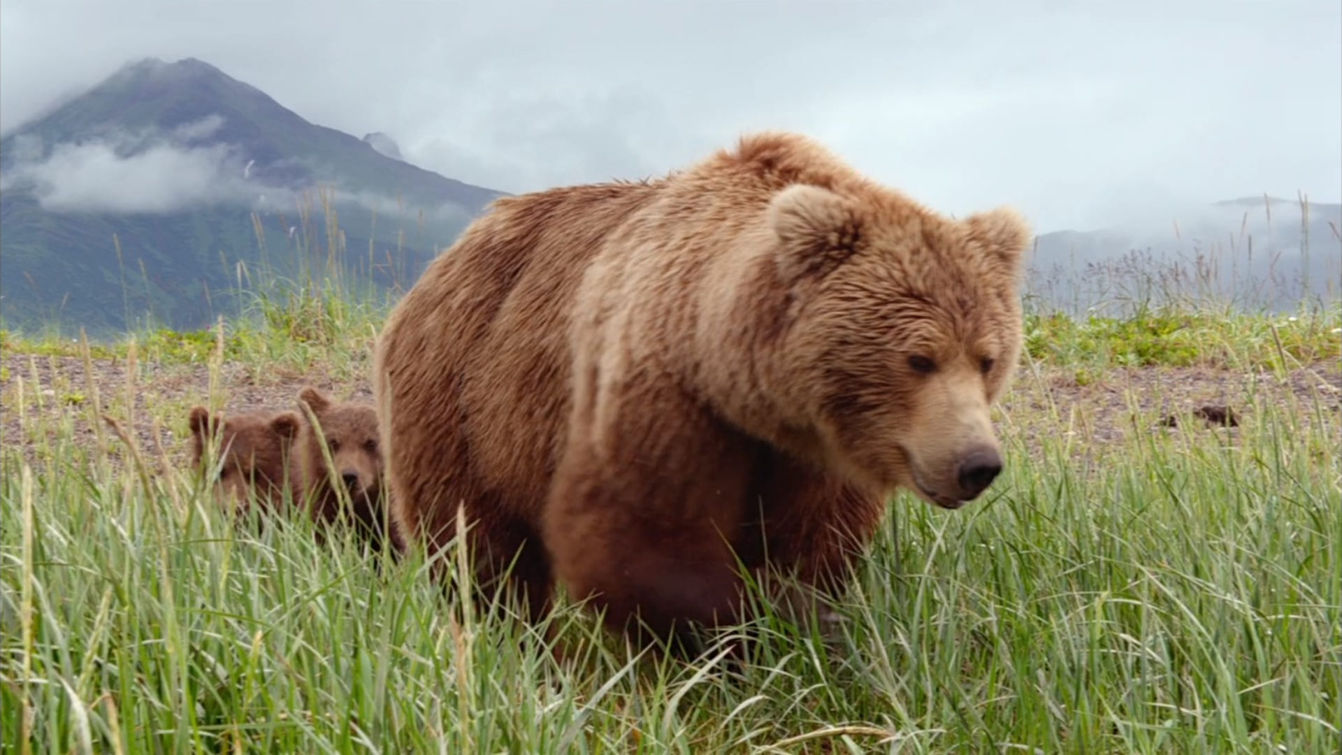 image grizzly bears