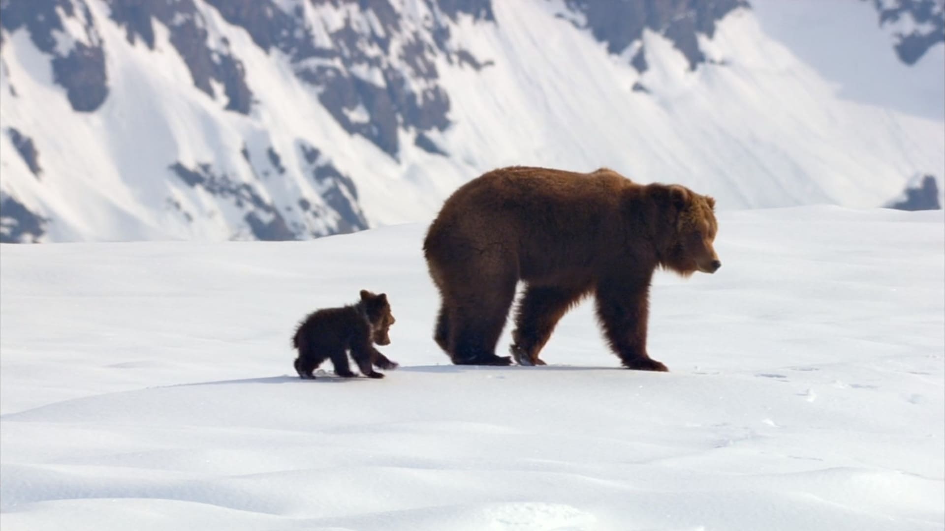 image grizzly bears