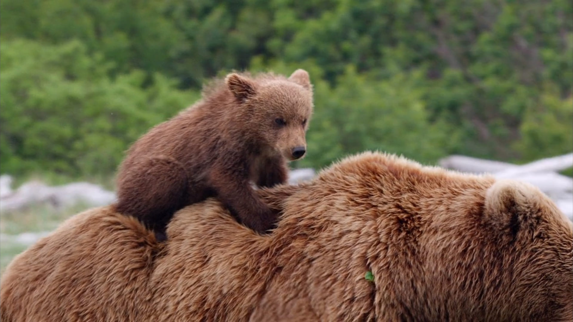 image grizzly bears