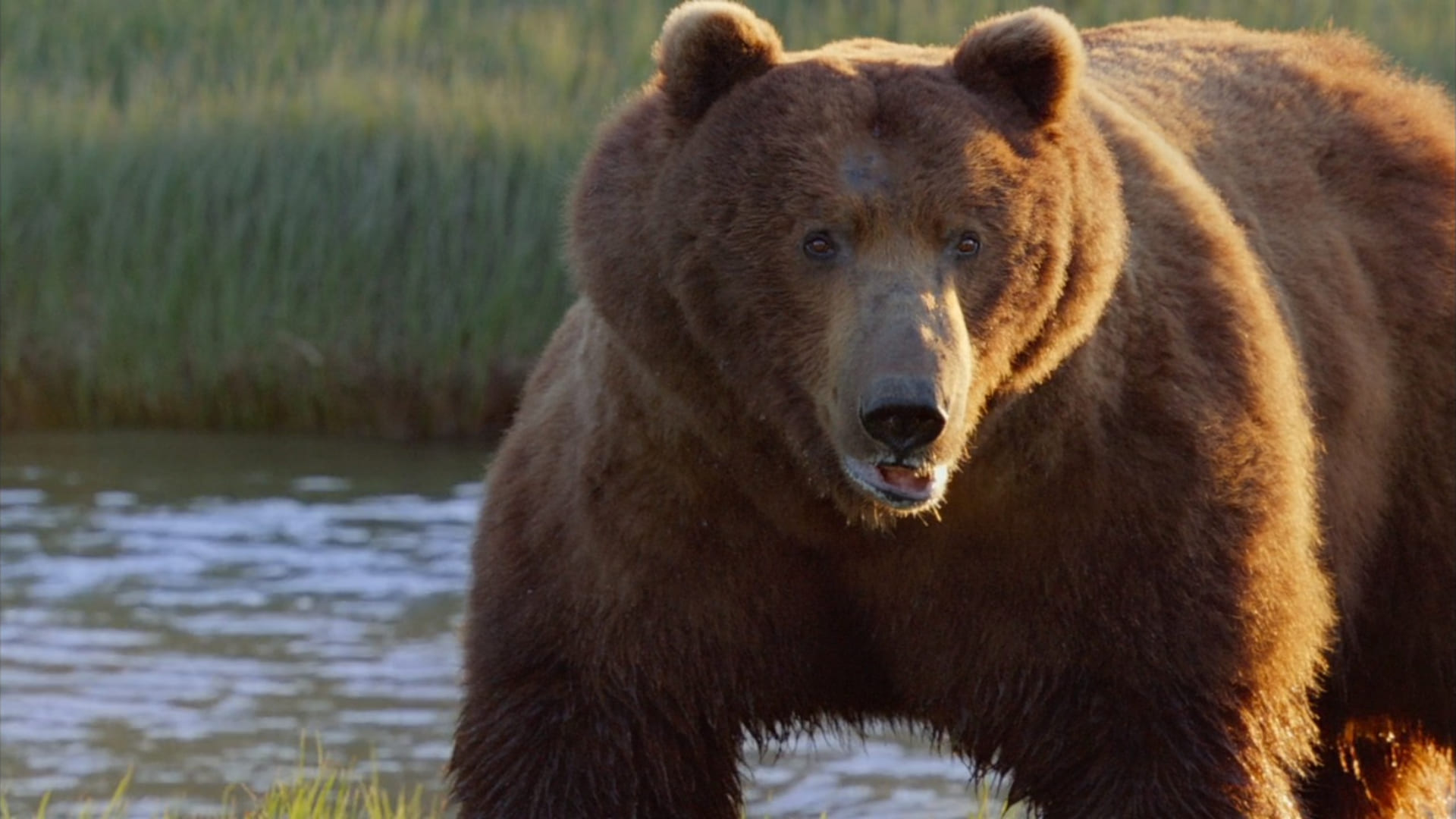 image grizzly bears