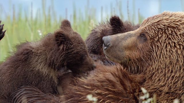 Grizzly. 5 image grizzly bears