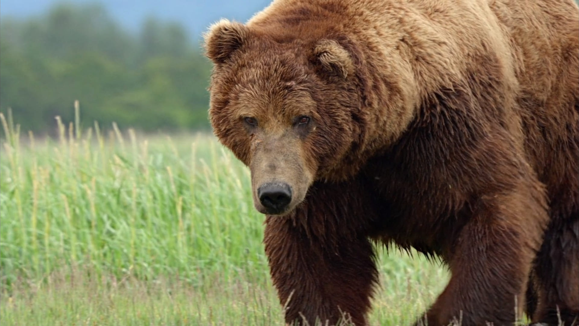 image grizzly bears