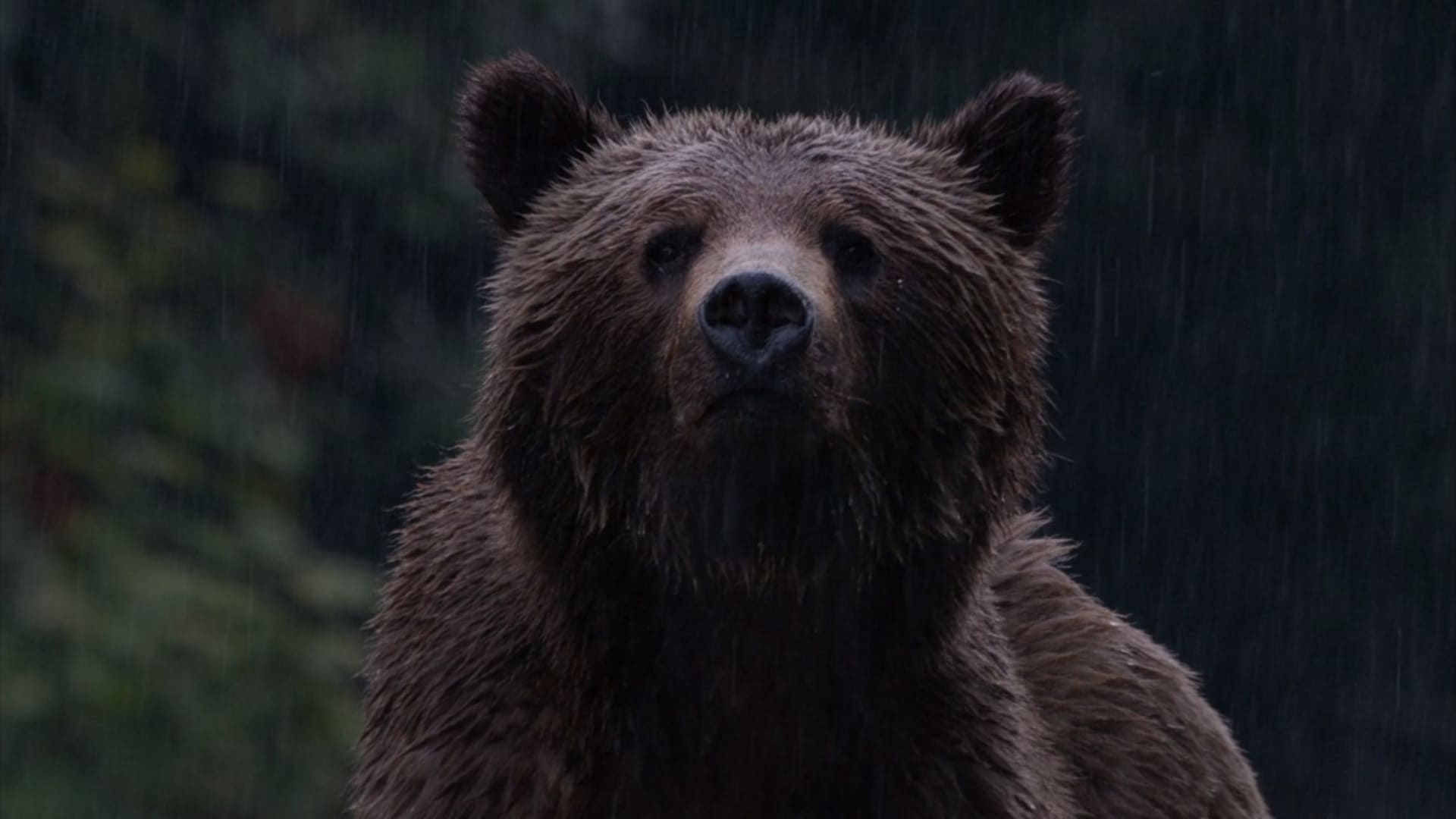 image grizzly bears