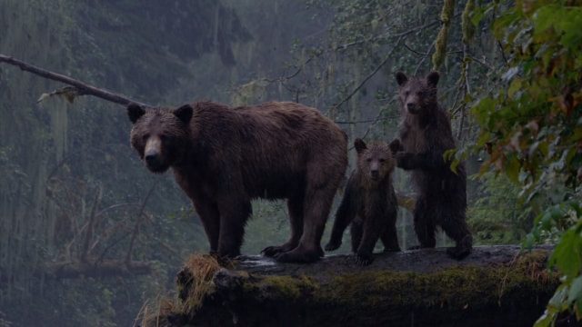 Grizzly. 4 image grizzly bears