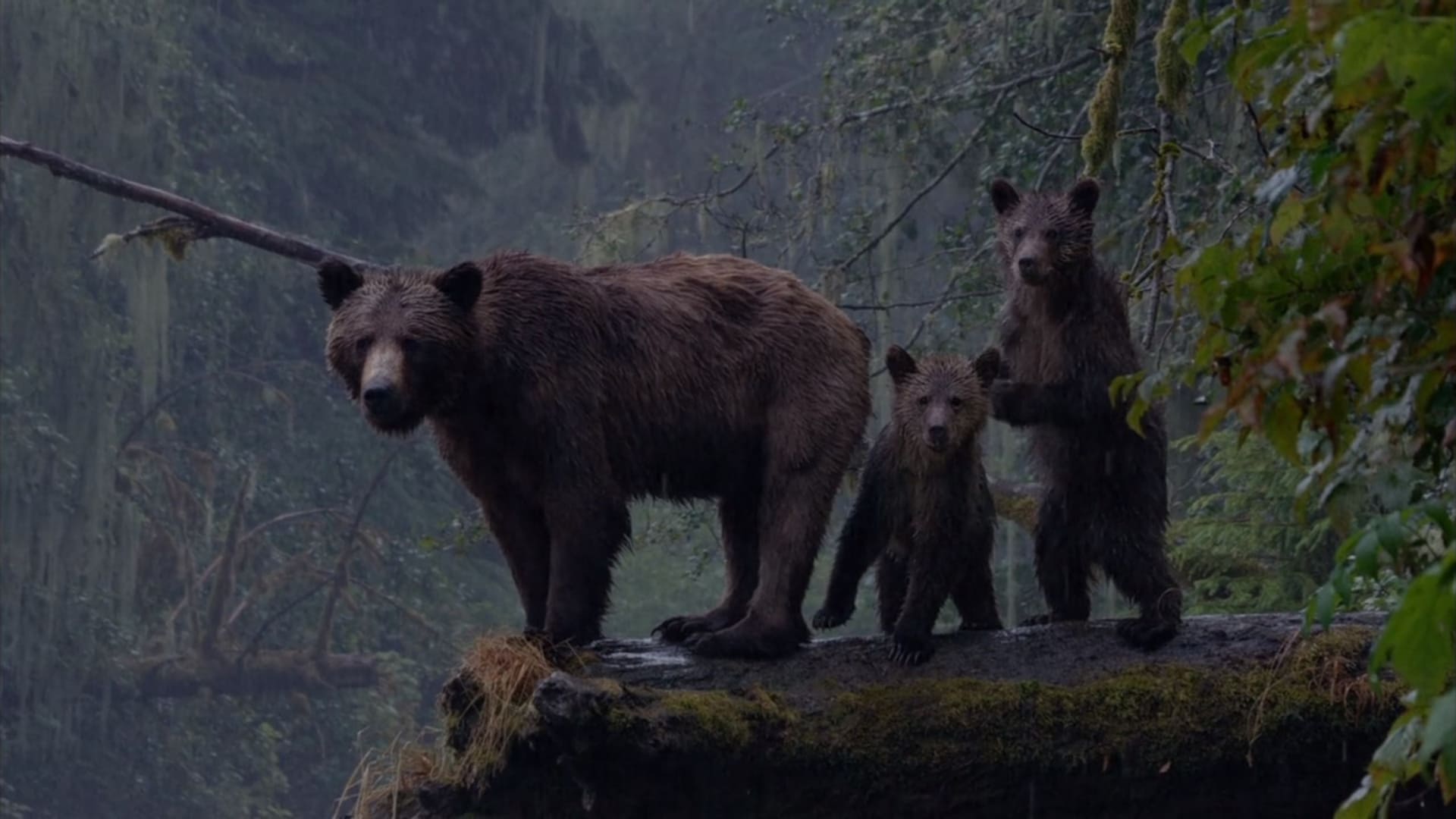 image grizzly bears