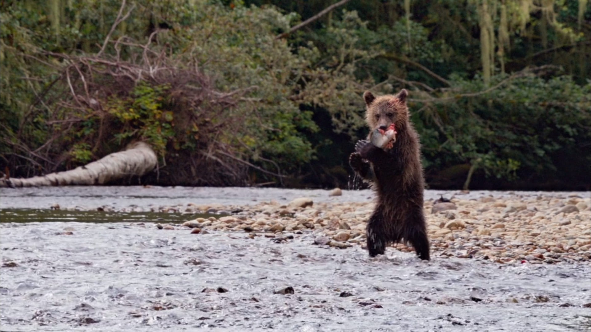 image grizzly bears