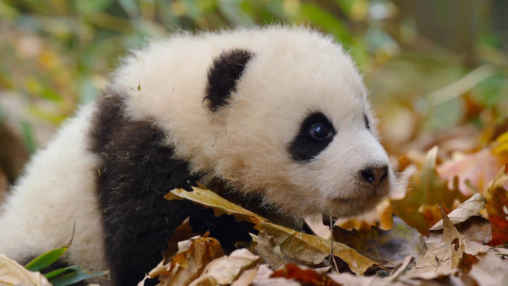 image nes chine born china