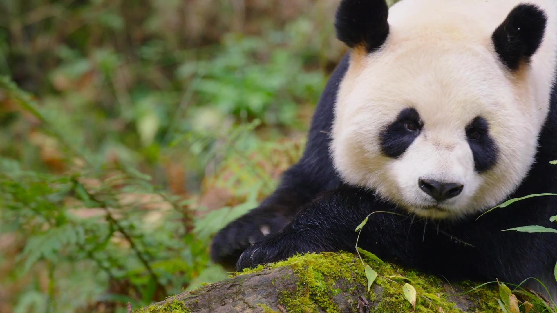 image nes chine born china