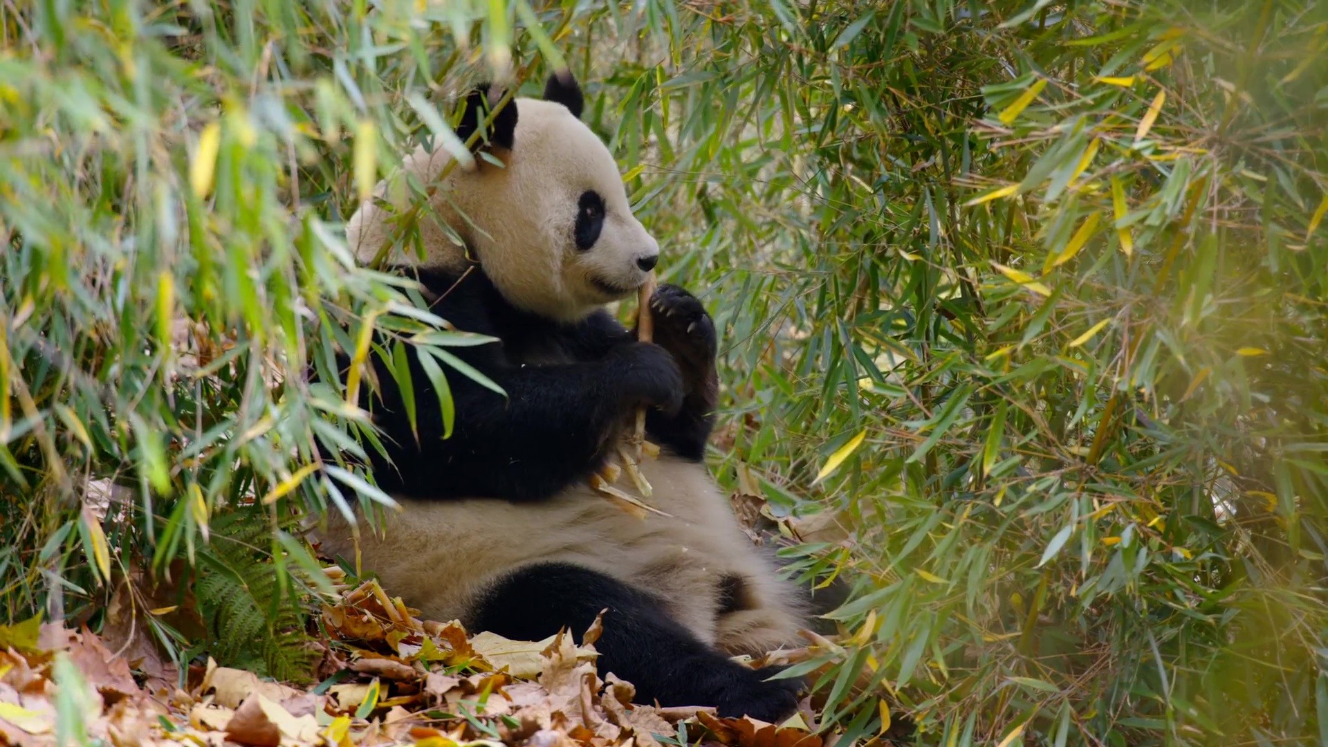 image nes chine born china