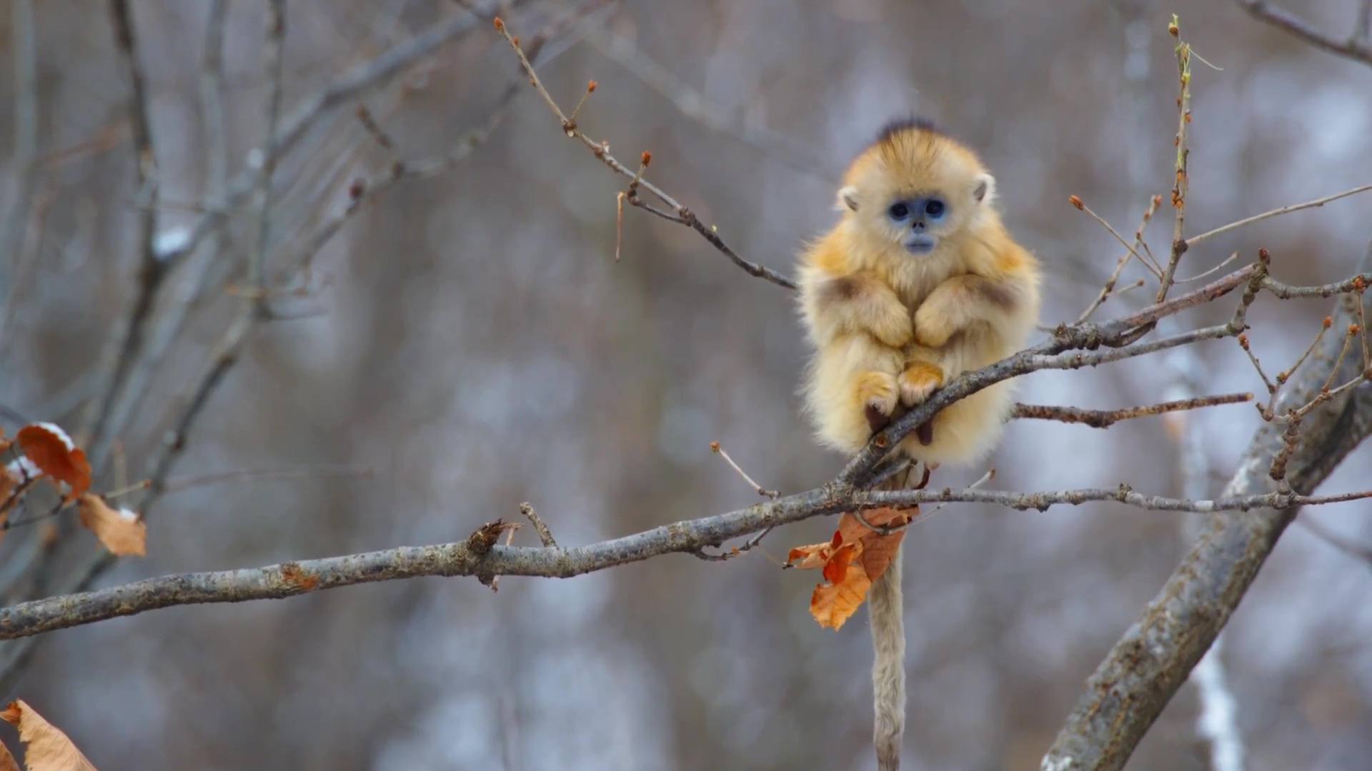 image nes chine born china