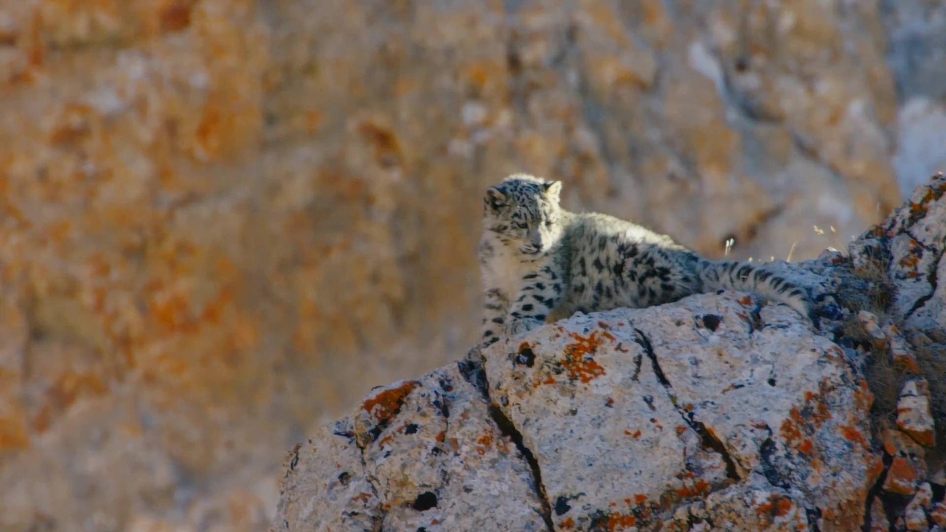 image nes chine born china