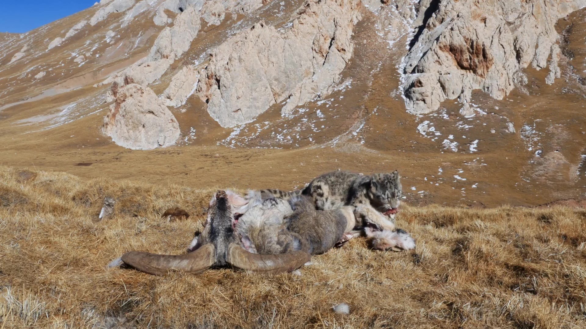 image nes chine born china