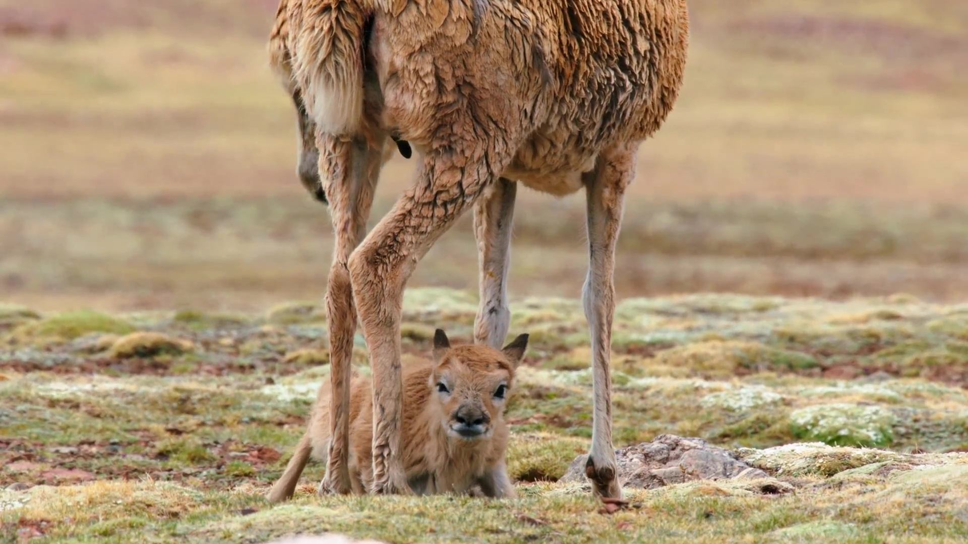 image nes chine born china