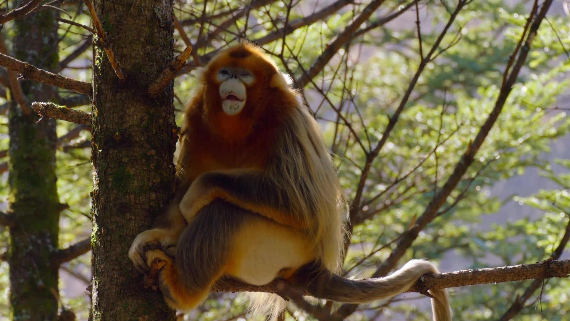 image nes chine born china