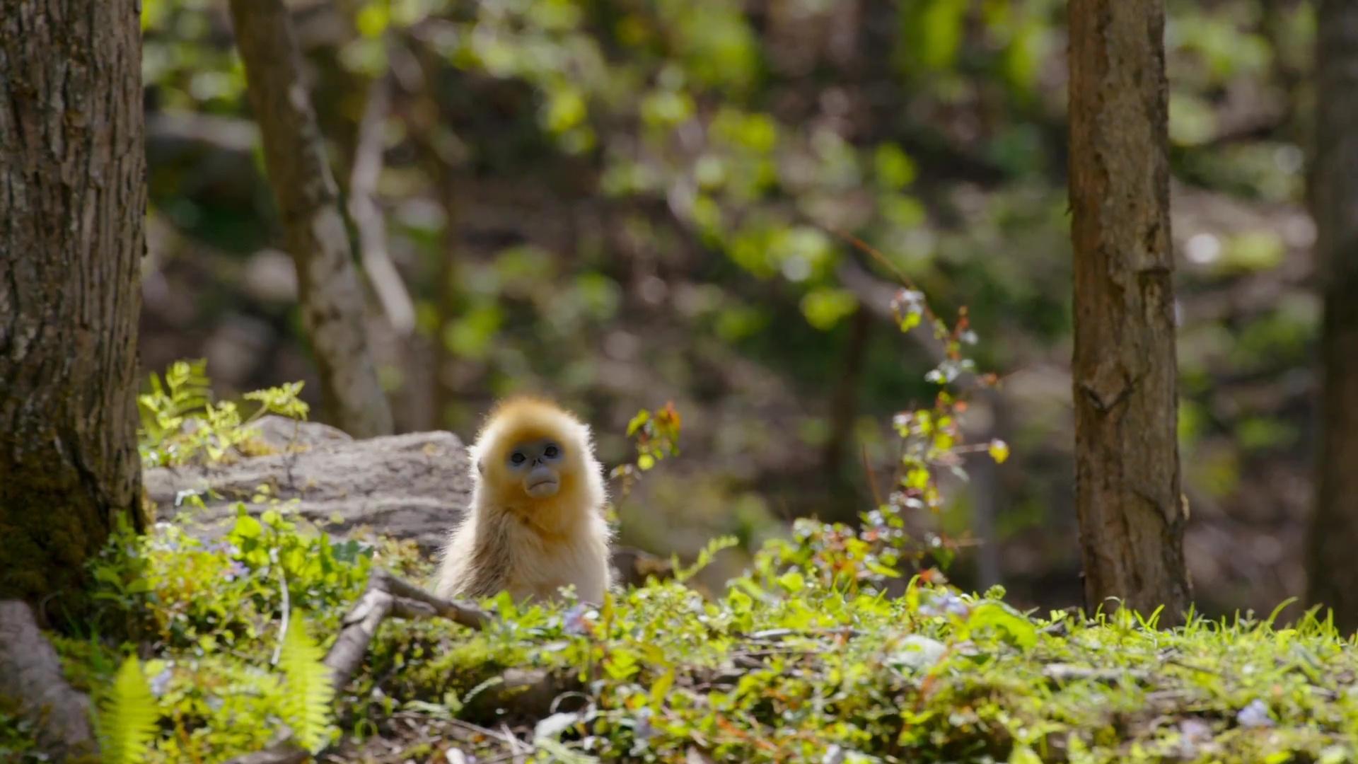 image nes chine born china