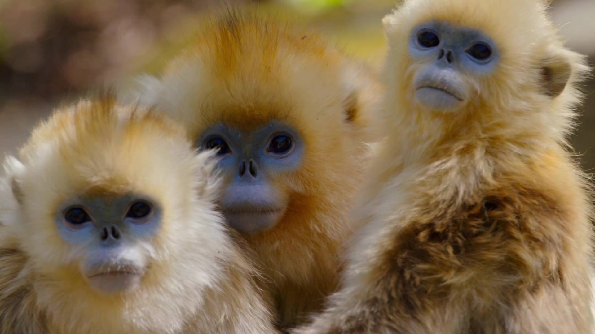 image nes chine born china