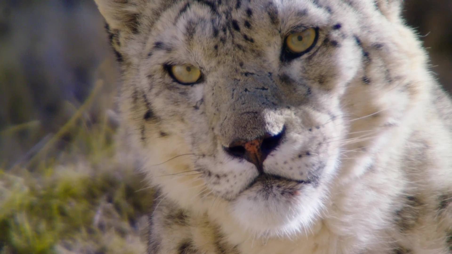 image nes chine born china