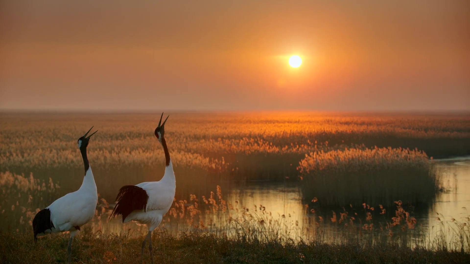 image nes chine born china