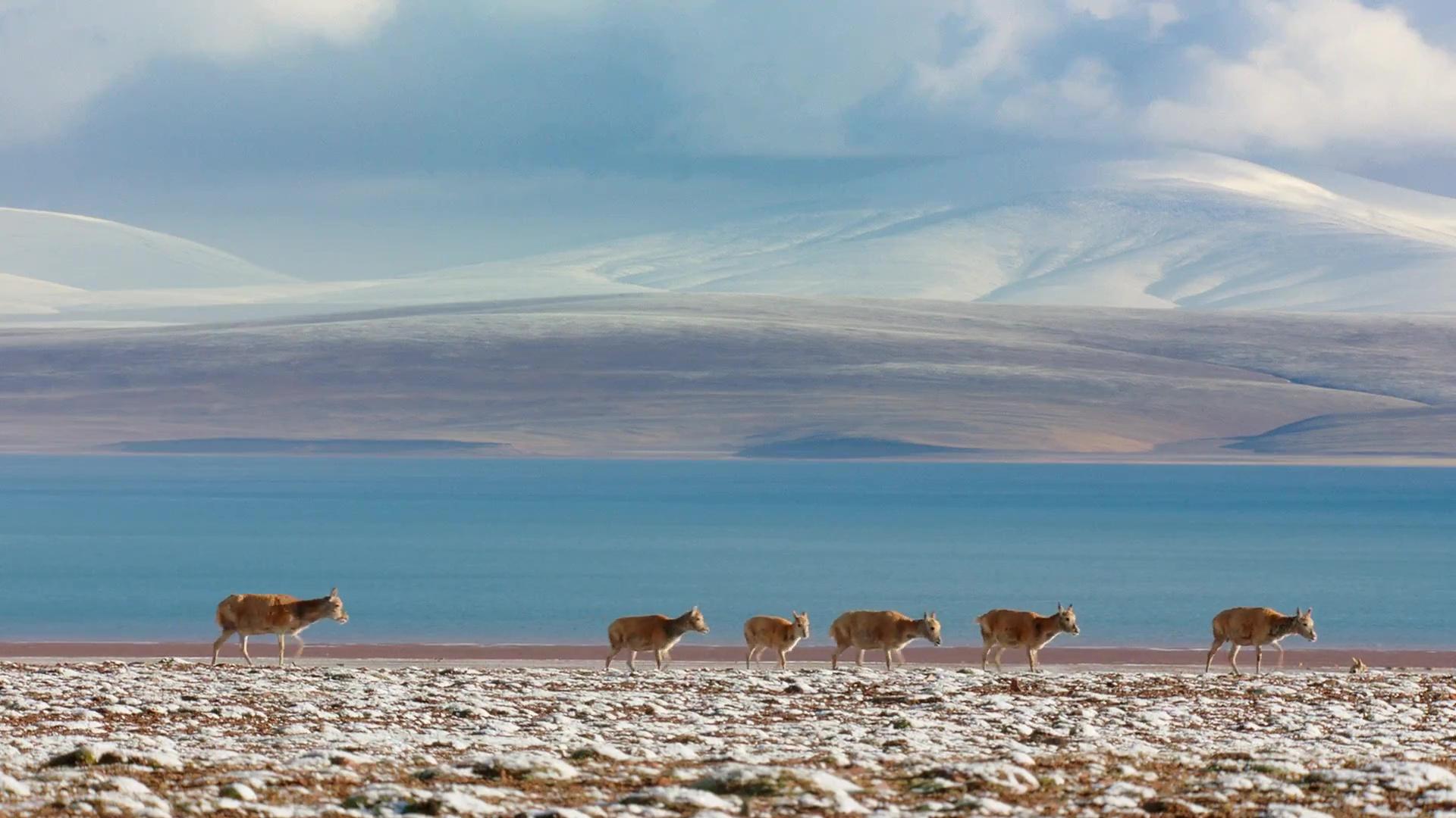 image nes chine born china