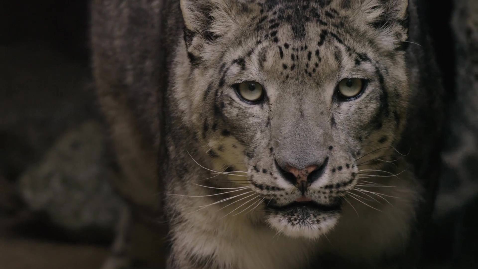 image nes chine born china