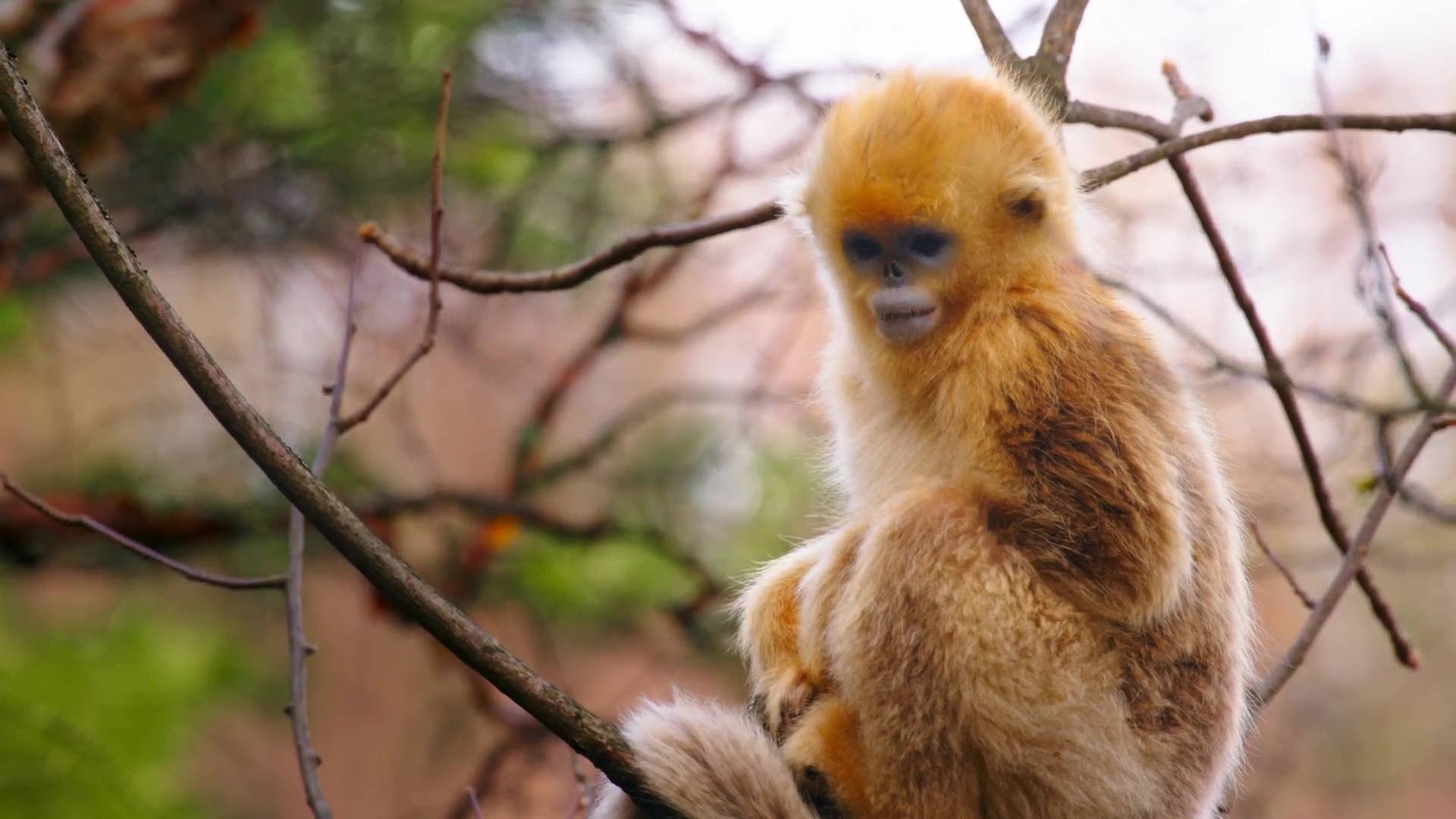 image nes chine born china