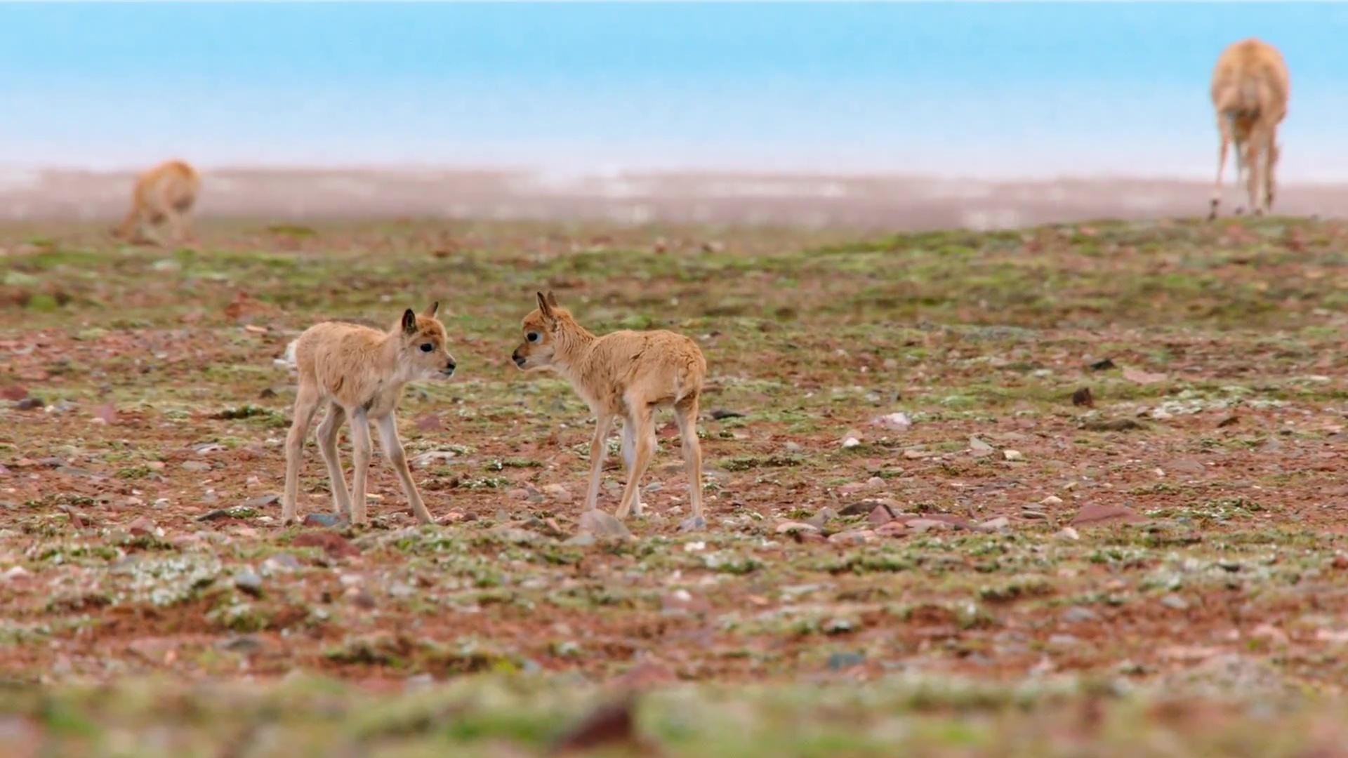 image nes chine born china