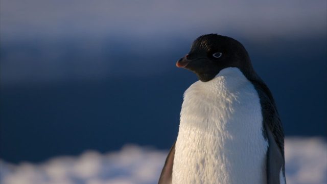 Penguins. 2 image penguins