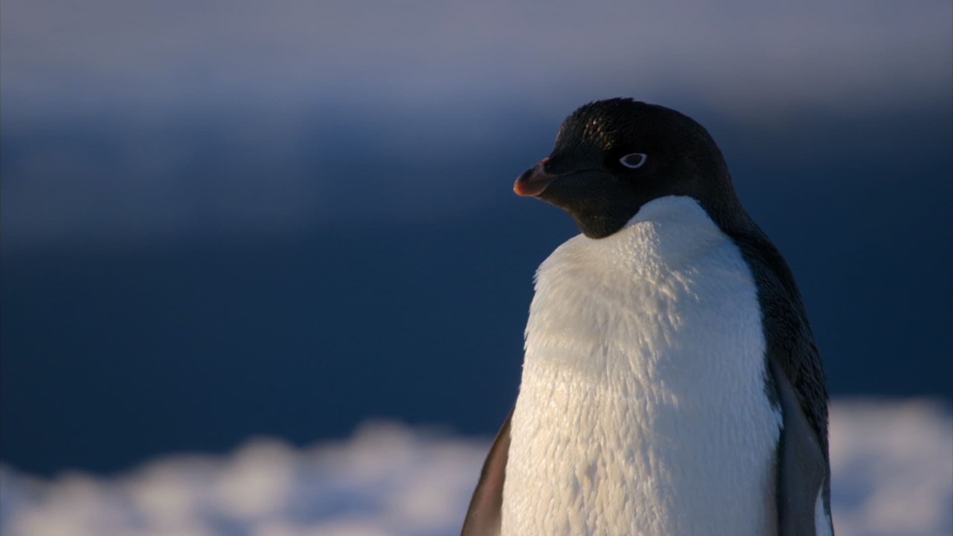image penguins
