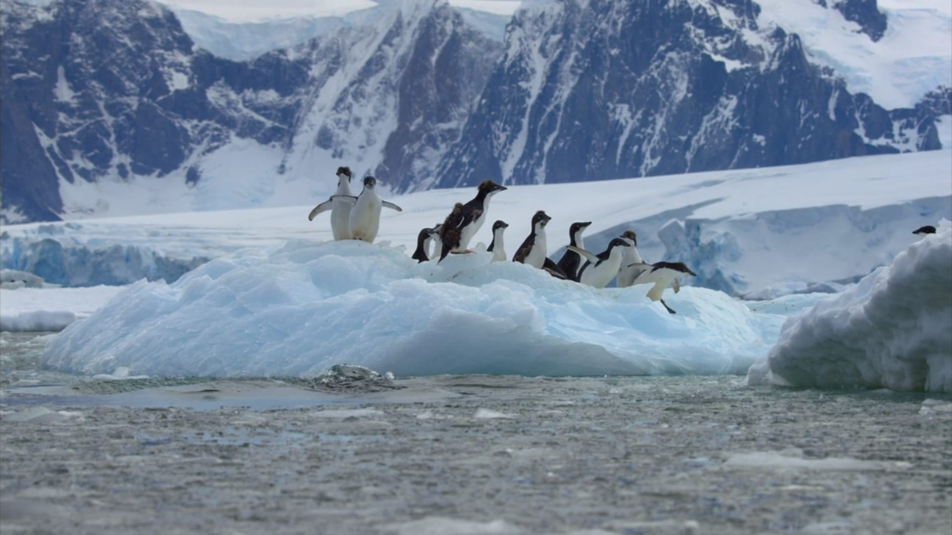 image penguins