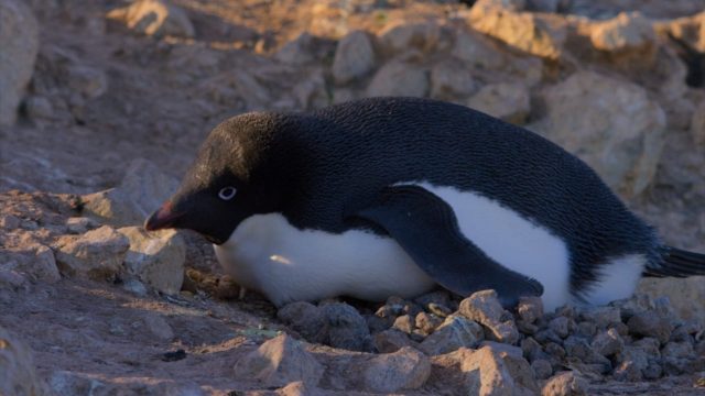 Penguins. 5 image penguins