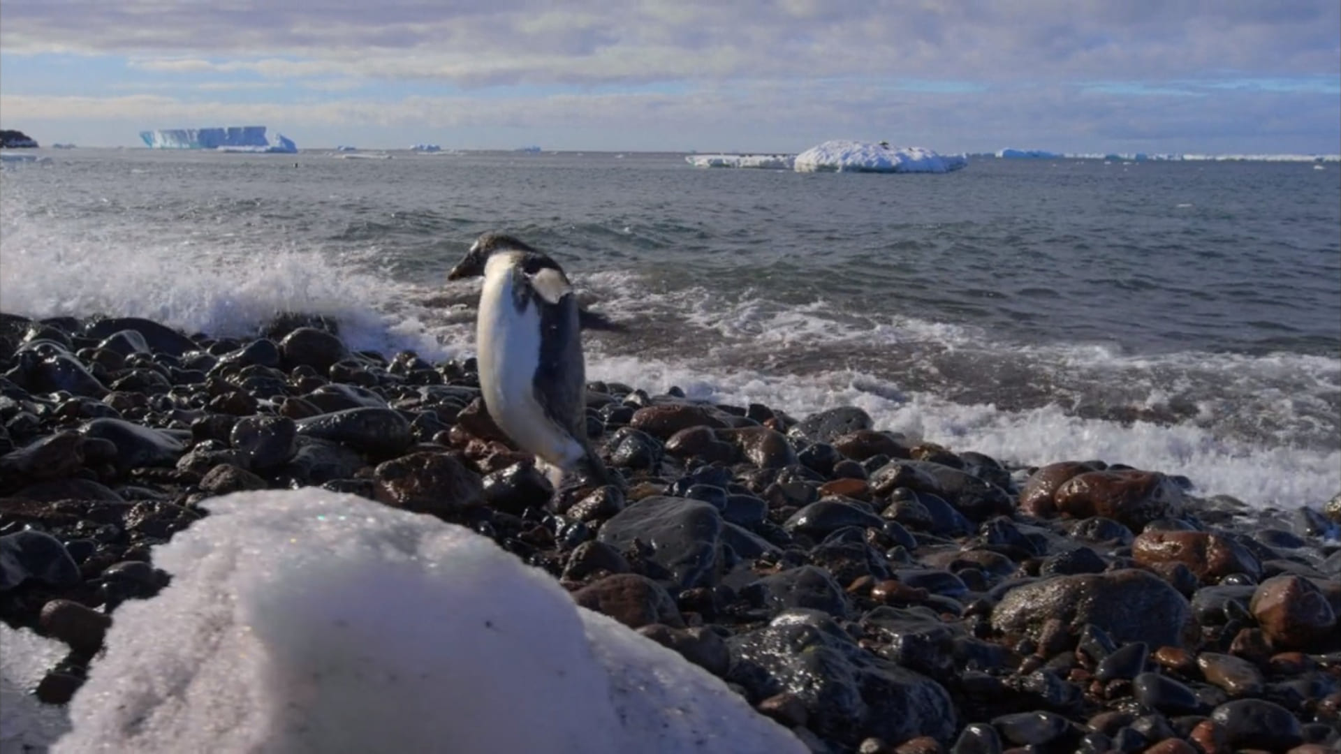 image penguins