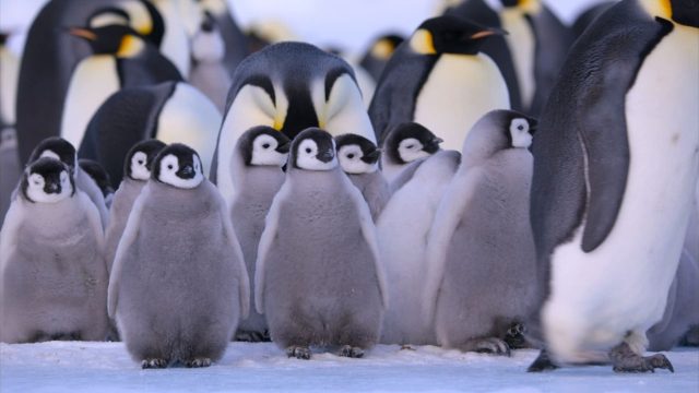 Penguins. 4 image penguins