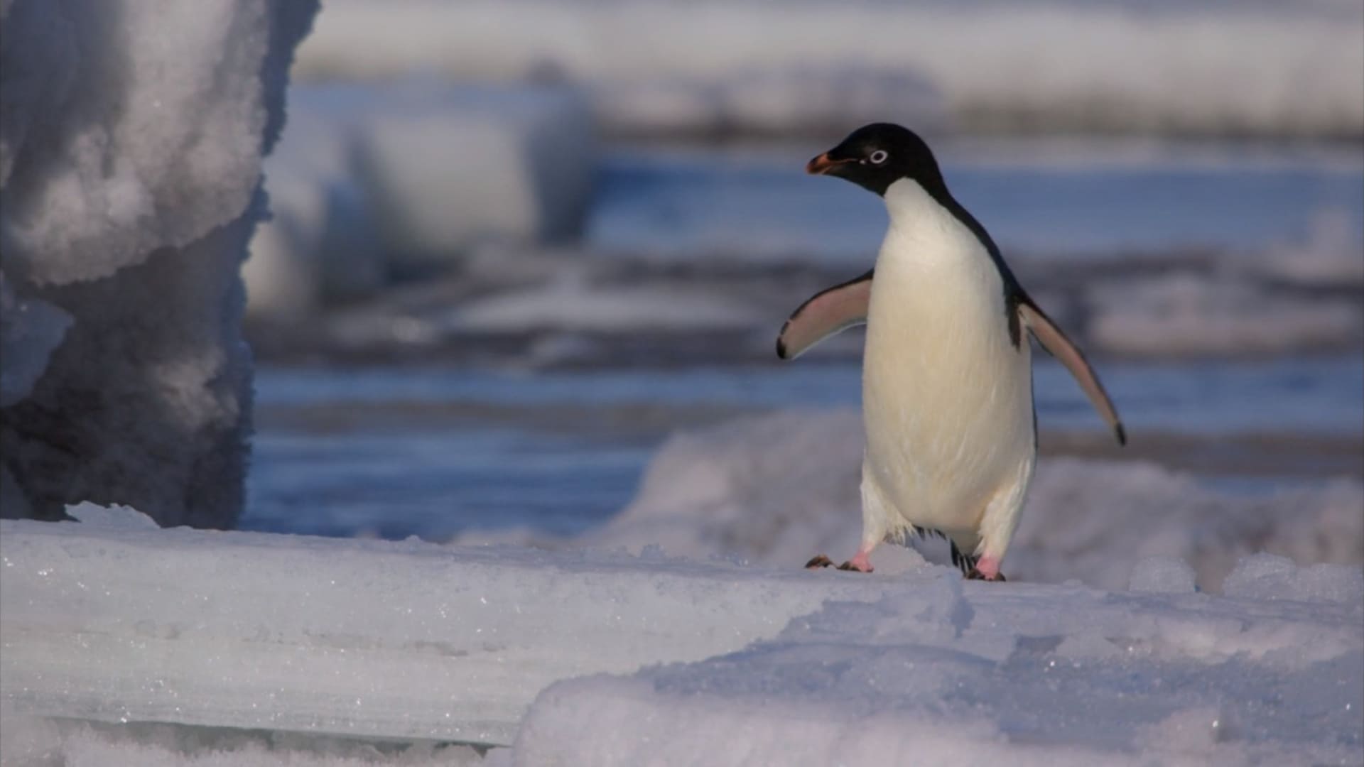 image penguins