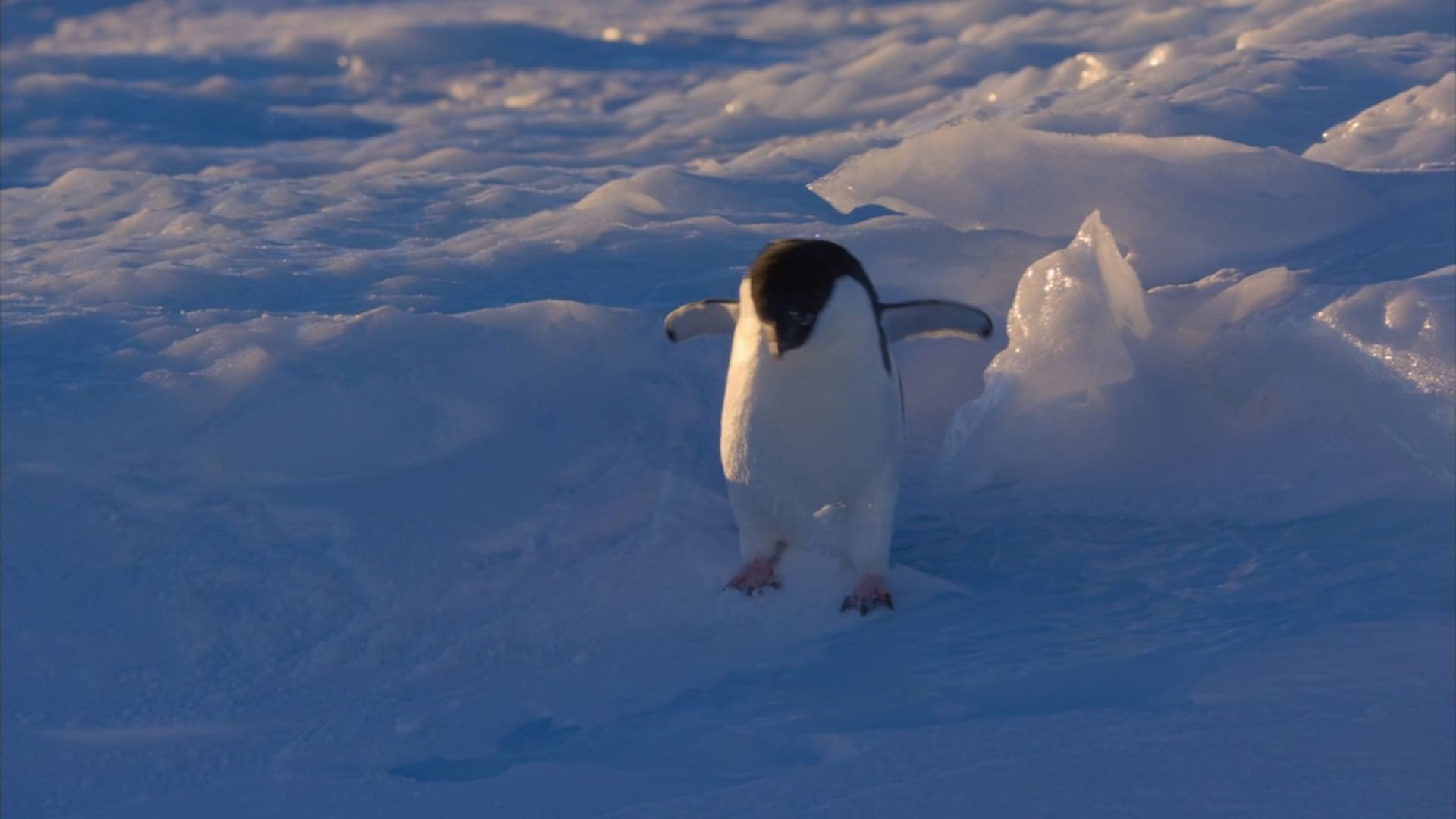 image penguins